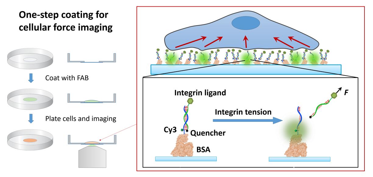 Molecular coating for cellular force imaging